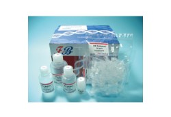 FB PCR Clean Up and Gel Extraction Kit (300 rxn)